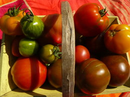 Cultivez-vous plusieurs variétés de tomates ?