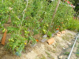 Cultivez-vous plusieurs variétés de tomates ?