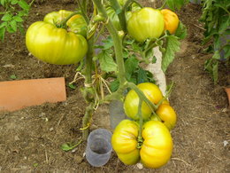 Cultivez-vous plusieurs variétés de tomates ?