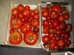 Cultivez-vous plusieurs variétés de tomates ?