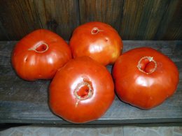 Cultivez-vous plusieurs variétés de tomates ?