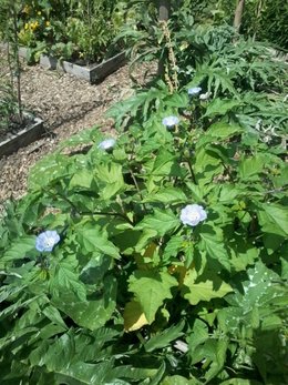 quelle est cette plante aux fleurs bleu