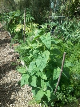 quel est ce légume