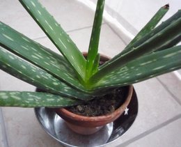 Aloe vera