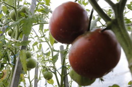 Aujourdui que faite vous dans votre jardin 