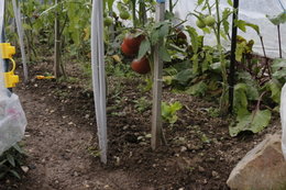 Aujourdui que faite vous dans votre jardin 