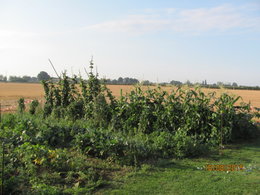 Aujourdui que faite vous dans votre jardin 