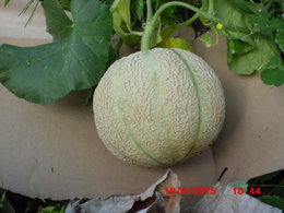 Aujourdui que faite vous dans votre jardin 