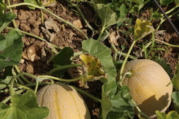 Aujourdui que faite vous dans votre jardin 