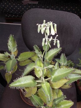 Kalanchoe daigremontiana