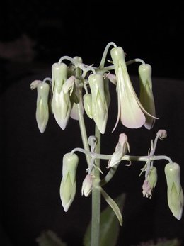 Kalanchoe daigremontiana