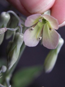 Kalanchoe daigremontiana