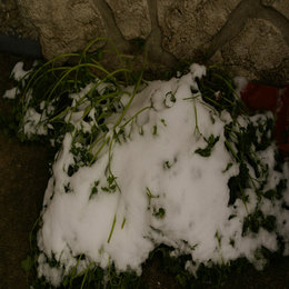 Les bons réflexes quand il neige au jardin