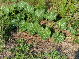 Plant de giraumon