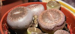 Lithops - Plante caillou