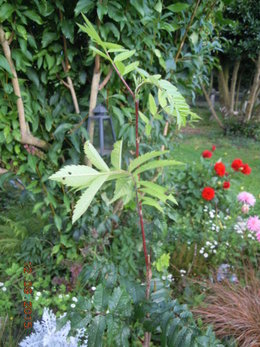 connaissez vous ce jeune arbre..!!!