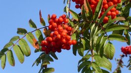 connaissez vous ce jeune arbre..!!!