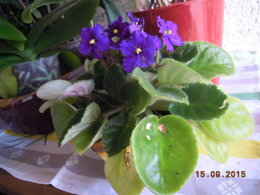 Saintpaulia - Violette du Cap - Violette africaine