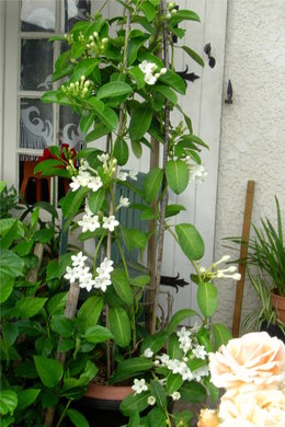 Hibiscus rosa sinensis - Hibiscus - Rose de Chine - Rose de Cayenne