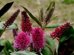 Aujourdui que faite vous dans votre jardin 