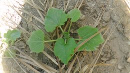 Les courgettes