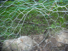 Aujourdui que faite vous dans votre jardin 