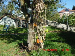 Tomates vertes