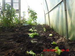 Aujourdui que faite vous dans votre jardin 