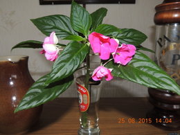Cherche désesperement bouture impatiens goutte de sang