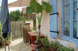 Alocasia