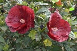 Hibiscus rose de chine (  malade )