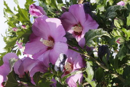 Hibiscus rose de chine (  malade )