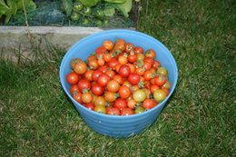 Mon pied de tomates cerises géant