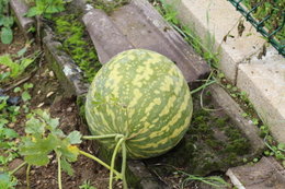 Cet été, avez-vous récolté des melons à confiture ?