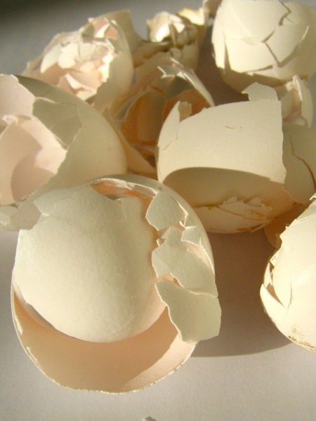Que Donner Aux Poules Pour Durcir La Coquille Des œufs