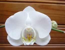 Phalaenopsis - Orchidée papillon