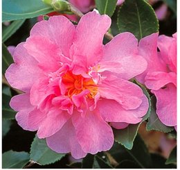 CAMELIA 