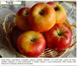 CONNAISSEZ VOUS CETTE VARIETE DE POMMES