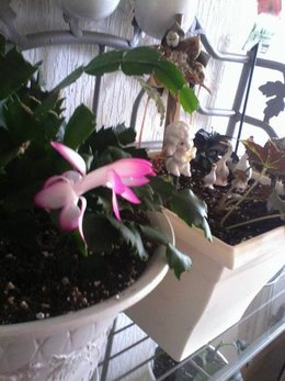 Cactus de Noël - Schlumbergera