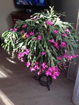 Cactus de Noël - Schlumbergera