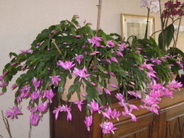 Cactus de Noël - Schlumbergera