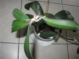 Bébés phalaenopsis