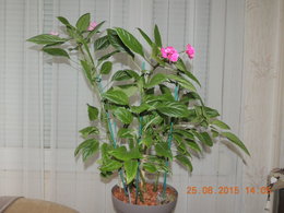 impatiens goutte de sang