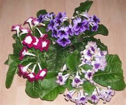 streptocarpus