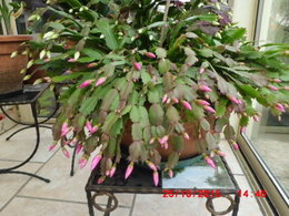 Cactus de Noël - Schlumbergera