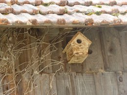 Nourrir les oiseaux en hiver au jardin