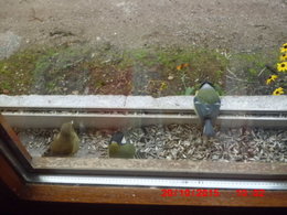 Nourrir les oiseaux en hiver au jardin