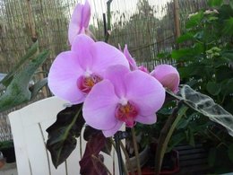 Taille d'une hampe florale d'un phalaenopsis