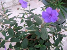 tibouchina