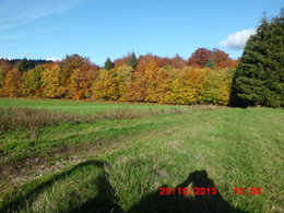 Coin de forêt derriére chez moi.....